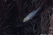 Cheilodipterus artus-Maldives Maaya Thila-26m-20240422nuit-da-DSC_5906_tn